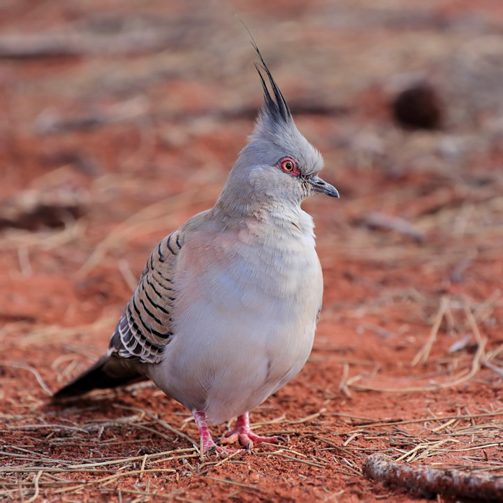 Crested Pigeon (Ocyphaps lophotes)